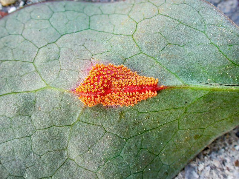 Aecidium teodorescui