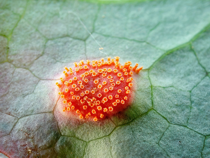 Aecidium teodorescui