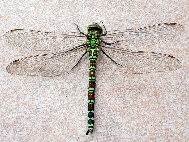 Aeshna cyanea (Weibchen)