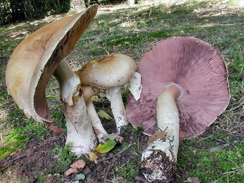 Agaricus augustus