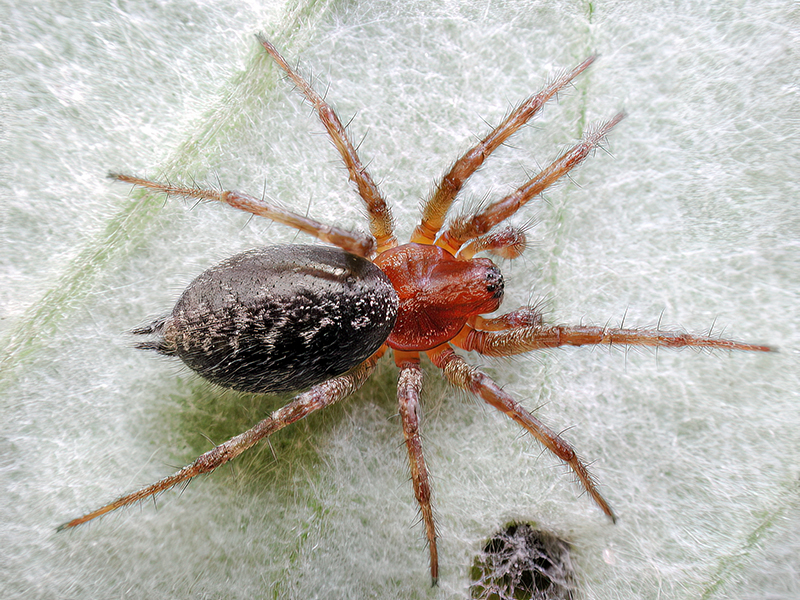 Agelena labyrinthica