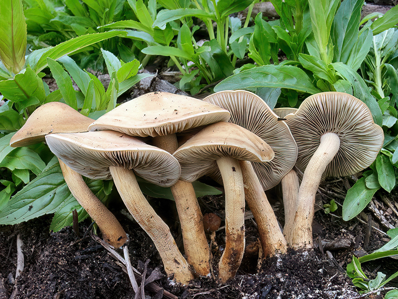 Agrocybe putaminum