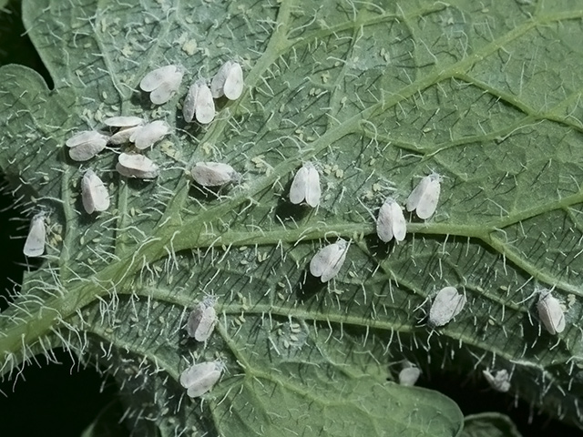 Aleyrodes proletella
