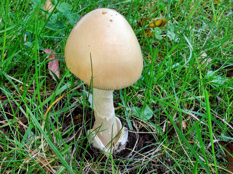 Amanita crocea
