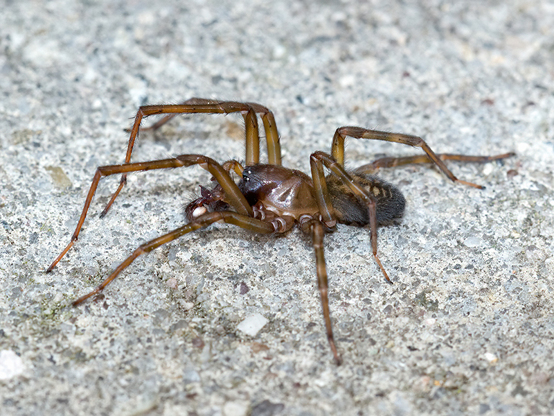 Amaurobius ferox (Männchen)