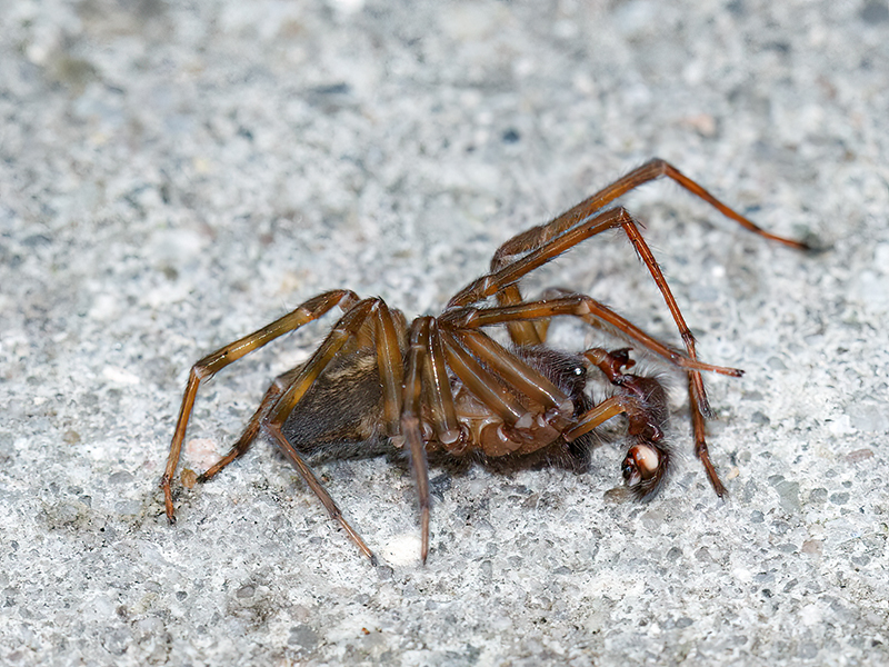 Amaurobius ferox (Männchen)