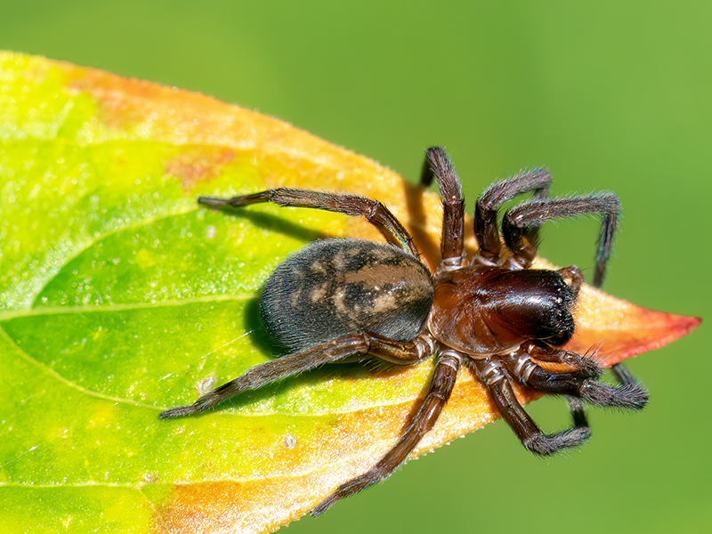 Amaurobius ferox (Weibchen)