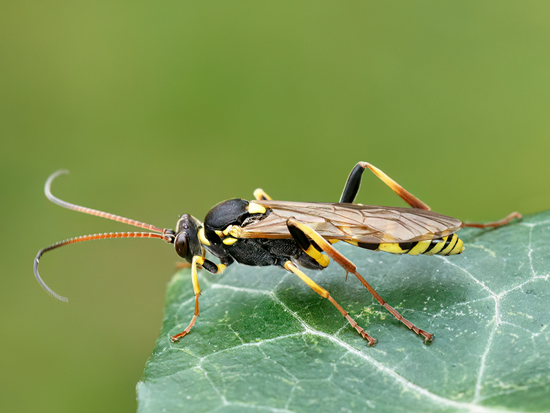 Amblyteles armatorius (Weibchen)