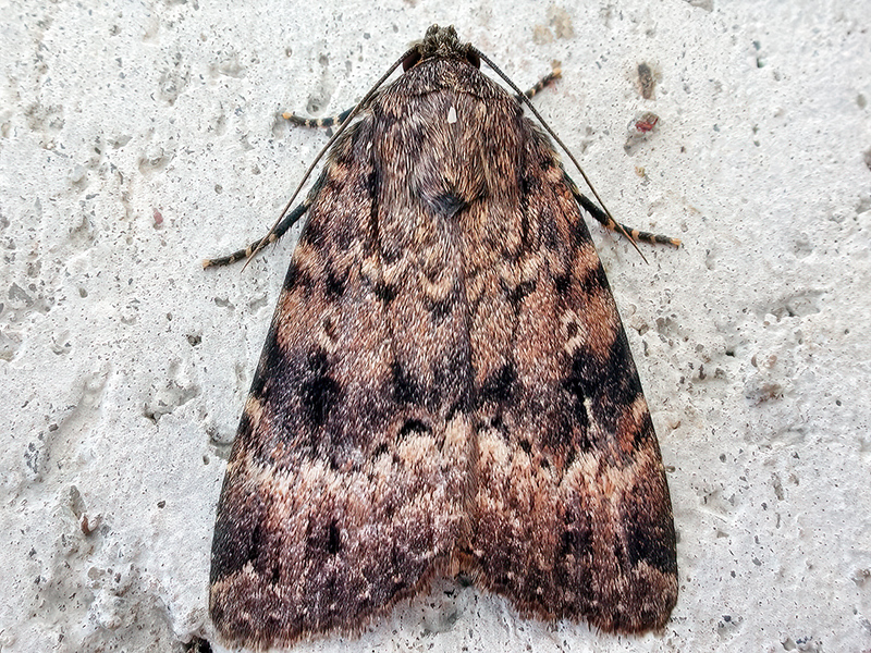 Amphipyra berbera