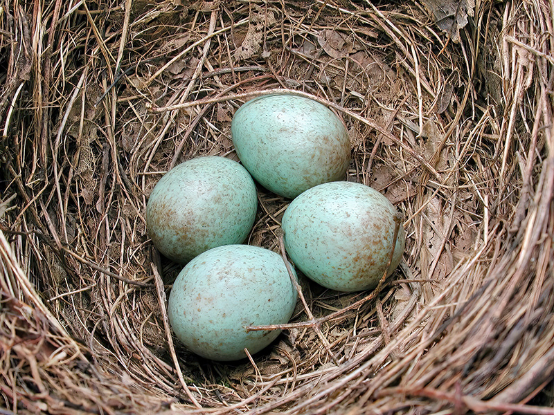Amsel (Gelege)