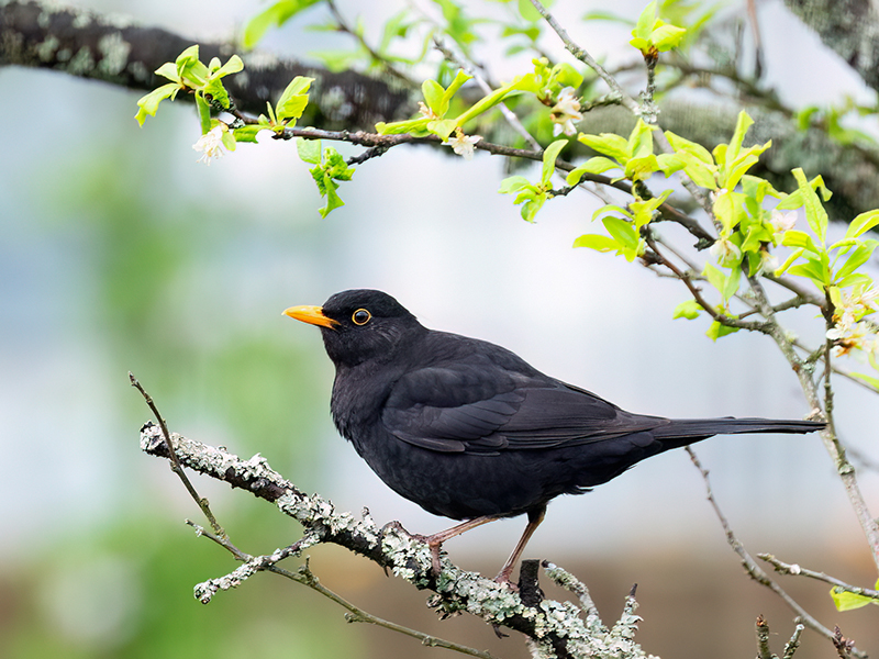 Amsel (Männchen)