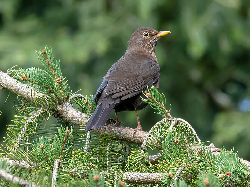 Amsel (Weibchen)