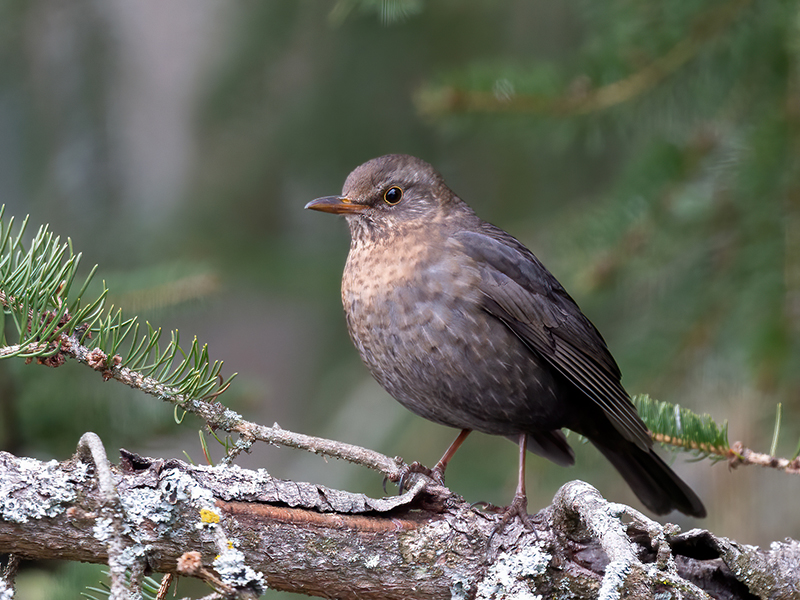 Amsel (Weibchen)