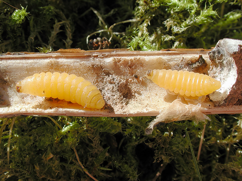 Antilopen-Hakenwespe (Larven)