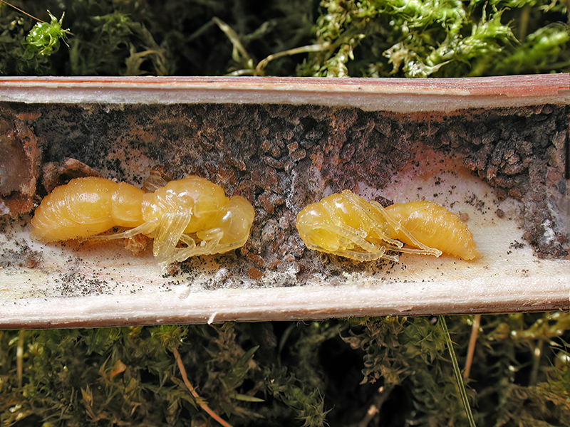 Antilopen-Hakenwespe (Puppen)