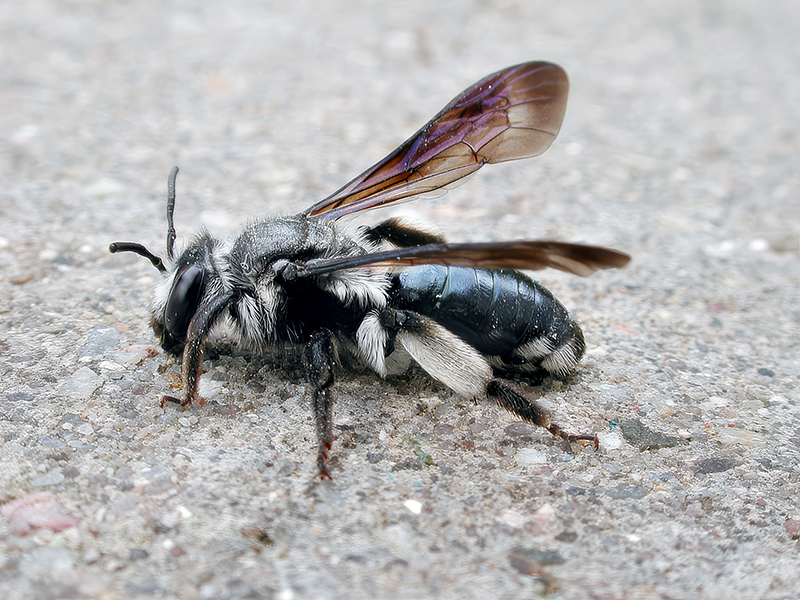 Andrena agilissima