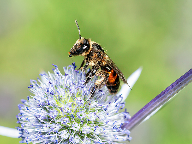 Andrena rosae (Weibchen)