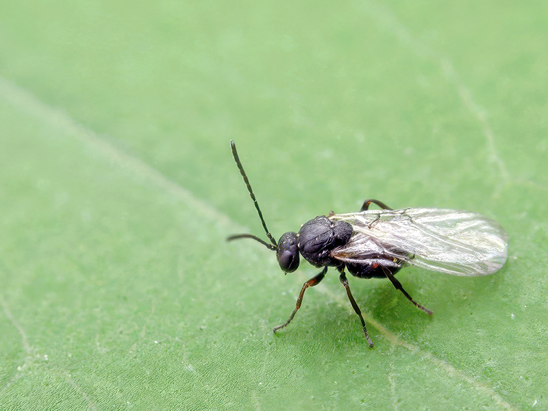 Andricus corruptrixAndricus corruptrix (bisexuelle Generation)