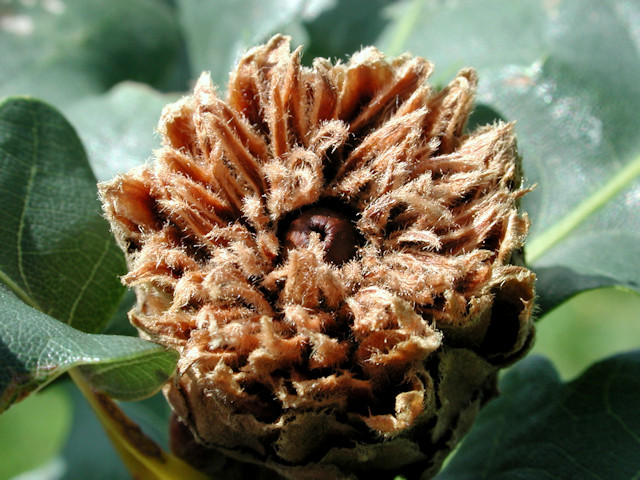 Andricus foecundatrix (parthenogenetische Generation)