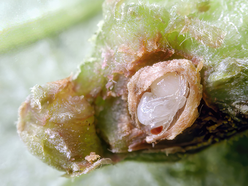 Andricus gemmeus (Puppe - bisexuelle Generation)