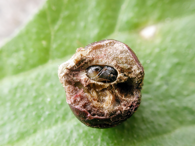 Andricus grossulariae (Puppe - bisexuelle Generation)