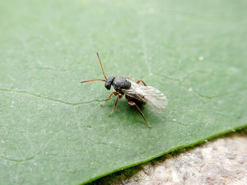 Andricus grossulariae (Adult - bisexuelle Generation)