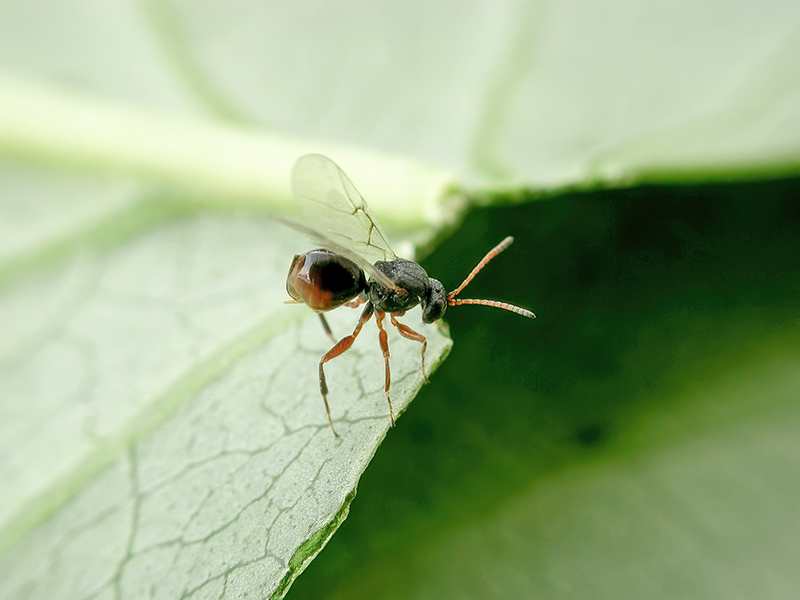 Andricus grossulariae (Adult - bisexuelle Generation)