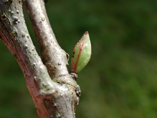 Andricus malpighii (parthenogenetische Generation)