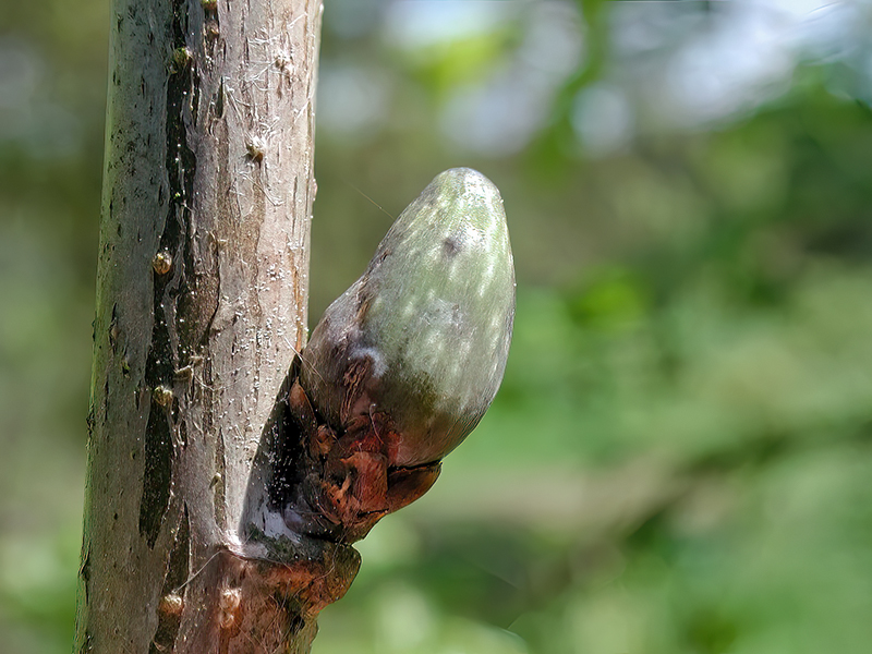 Andricus paradoxus
