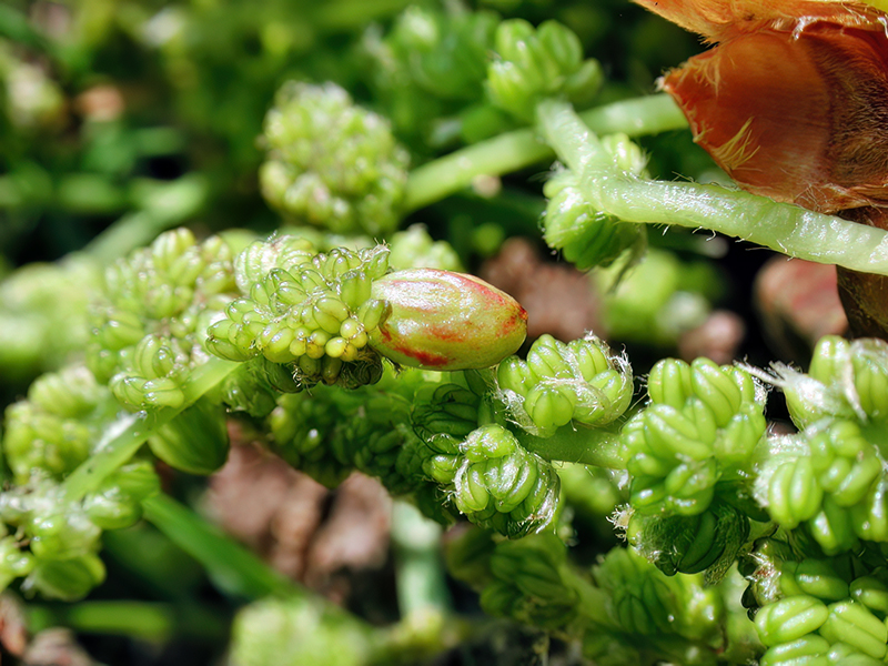Andricus quadrilineatus