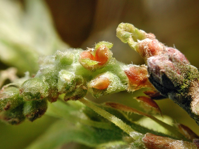 Andricus quercuscalicis (bisexuelle Generation)
