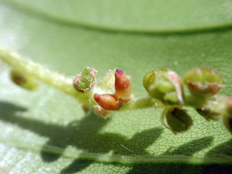 Andricus quercuscalicis (bisexuelle Generation)