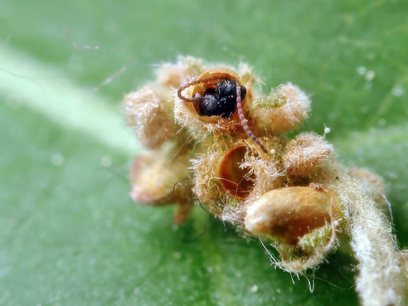Andricus quercuscalicis (Schlupf - bisexuelle Generation)