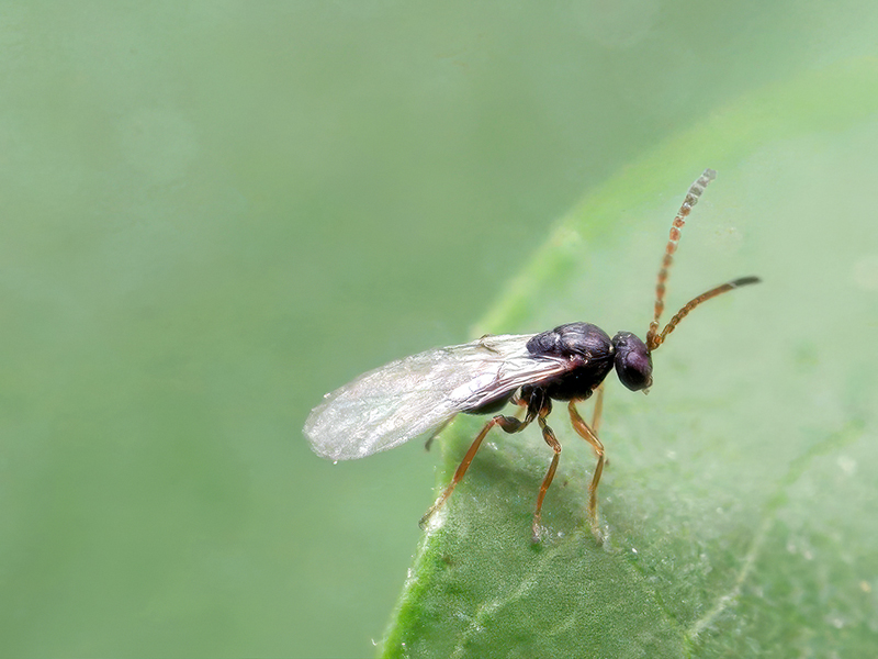 Andricus quercuscalicis (Adult - bisexuelle Generation)