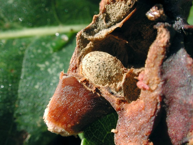 Andricus quercuscalicis - Binnengalle (parthenogenetische Generation)
