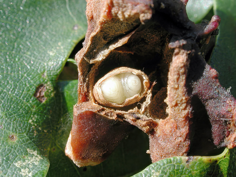 Andricus quercuscalicis (Larve - parthenogenetische Generation)
