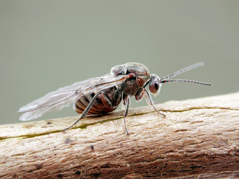 Andricus quercuscalicis (Adult - parthenogenetische Generation)