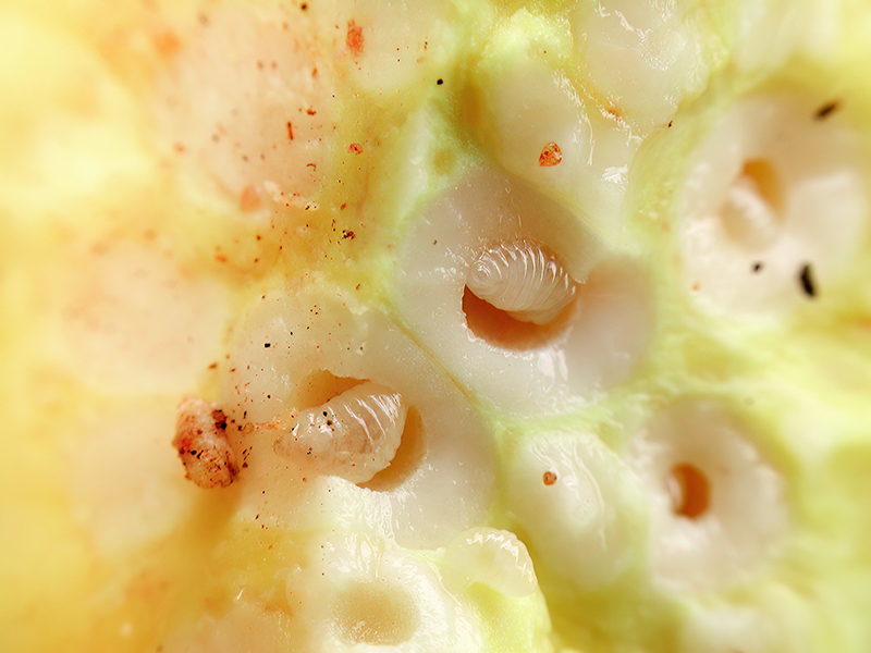Andricus quercusradicis (Larven - parthenogenetische Generation)
