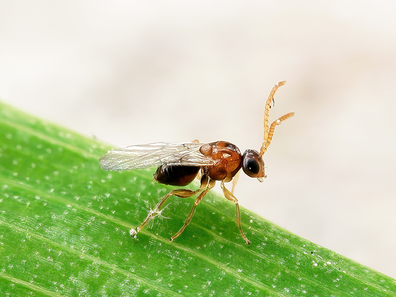 Andricus quercusramuli (Adult - bisexuelle Generation)
