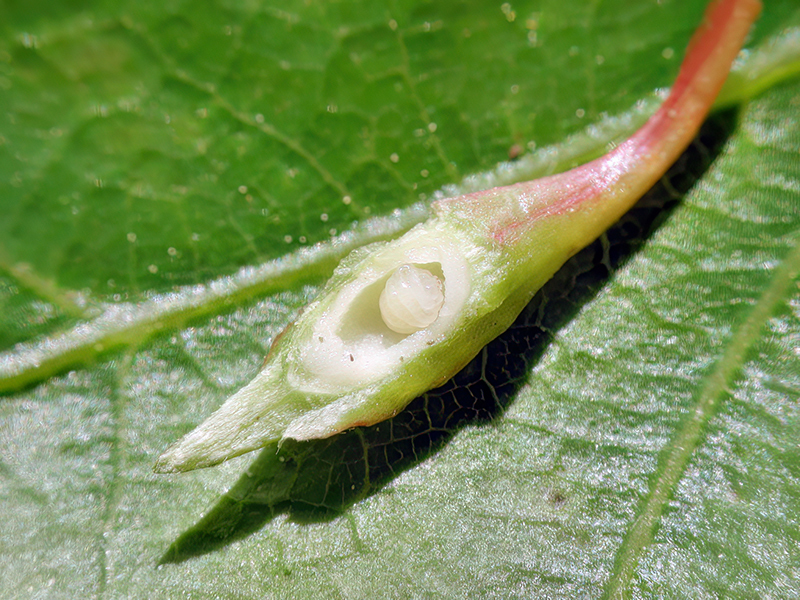 Andricus seminationis (Larve)
