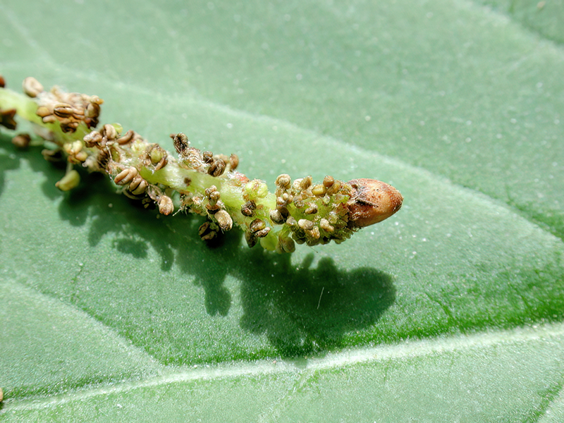 Andricus solitarius (bisexuelle Generation)