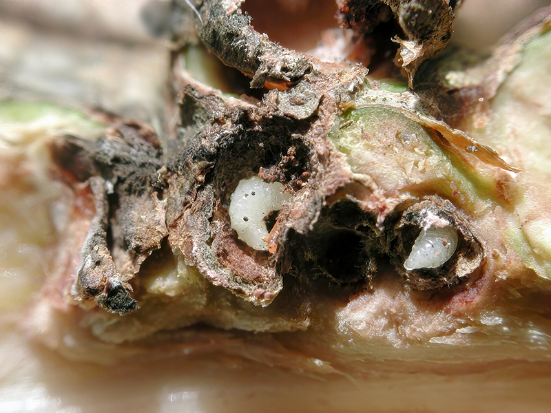 Andricus testaceipes (Larven - parthenogenetische Generation)