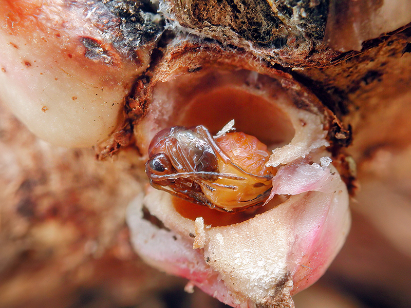 Andricus testaceipes (Puppe - parthenogenetische Generation)