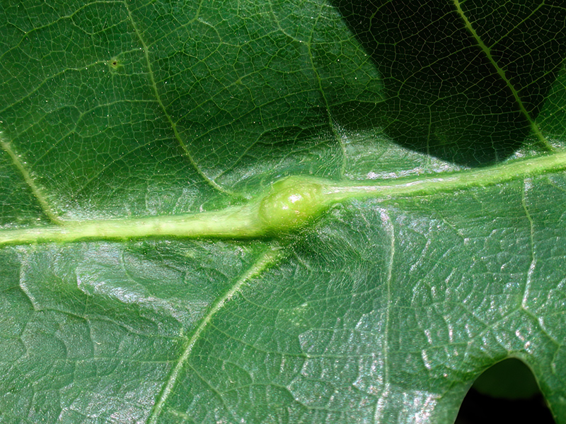 Andricus cf. testaceipes (bisexuelle Generation)