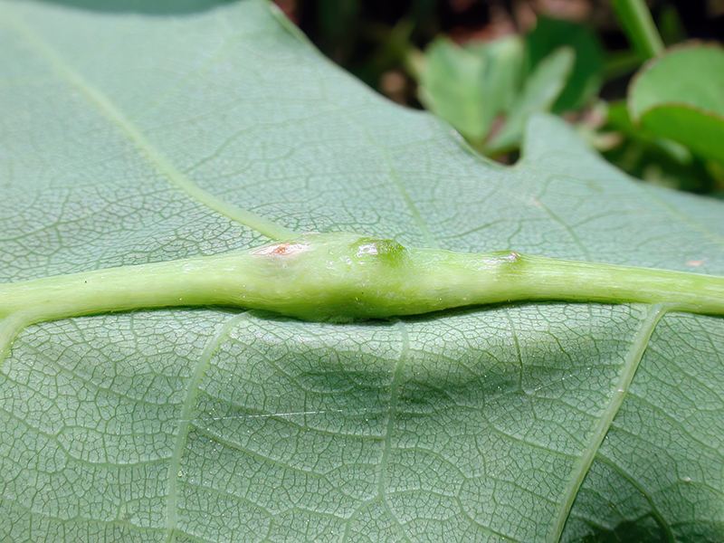 Andricus cf. testaceipes (bisexuelle Generation)