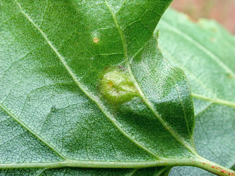 Anisostephus betulinus