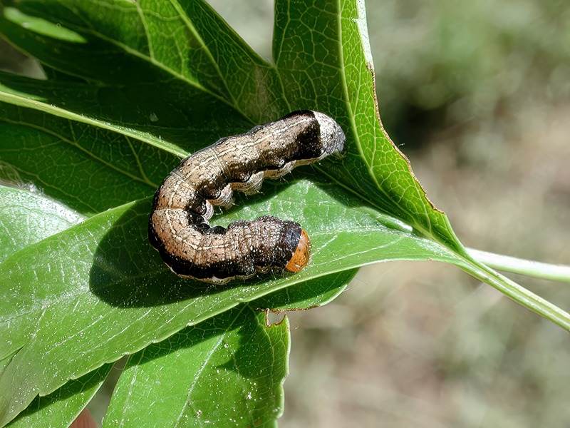 Anorthoa munda (Raupe)