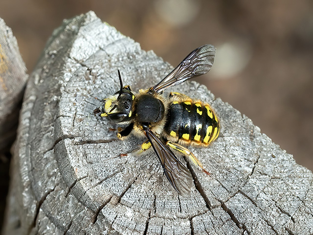 Anthidium manicatum (Männchen)