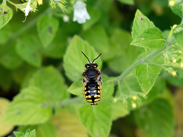 Anthidium manicatum (Männchen im Flug)