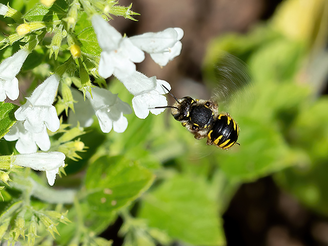 Anthidium manicatum (Männchen im Flug)